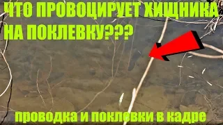 КАК КЛЮЮТ щука и окунь? ОСОБЕННОСТИ ПОВЕДЕНИЯ хищника. Рыбалка вприглядку.