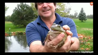 12 Minutes of Screaming Frogs