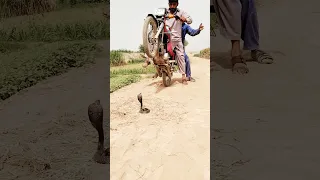 king Cobra snake rescue catching animal videos #monkey #kingcobra #kingsnake #animals #giantcobra