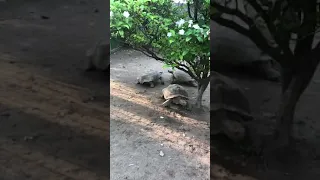Turtles 🐢 Mating Attempt In Public Park.