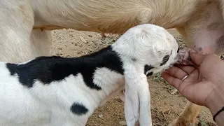 Cute Goats Baby And Drinking Milk