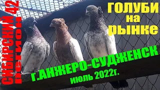 ГОЛУБИ на РЫНКЕ ЦЕНЫ на ГОЛУБЕЙ  июль 2022г