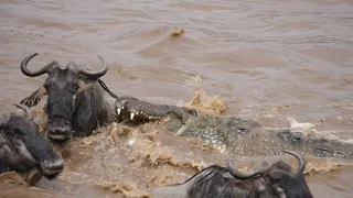 Wildebeest Escapes The Jaws Of Death