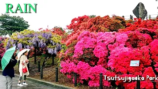 Heavy Rain day and Blooming Azalea flowers in Tsutsujigaoka Park Gunma Japan【つつじが岡公園】|#explorejapan