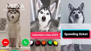 Sapphie the Pomsky Funniest Dog On TikTok - New Sapphie The Pomsky TiKToks & Shorts