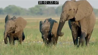 Elephant: King Of The Kalahari