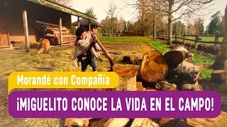 Miguelito Conoce la vida en el campo - Morandé con Compañía 2016