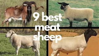 The 9 Best Sheep Breeds for Meat