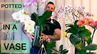 The BIGGEST ORCHID on YouTube?! Let me SHOW you my BLOOMING PHALAENOPSIS ORCHIDS!
