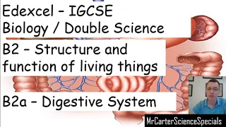 Digestive System   Edexcel International GCSE (9-1) Biology / Double Science