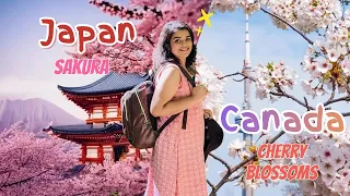 Beautiful Canada Spring - Cherry Blossoms | Sakura #canada #canadatamilvlog #japan #sakura