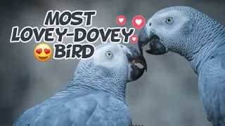 9 Interesting Facts About African Grey Parrots - Encyclopedia About Animals