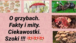 O grzybach. Prawdy. Mity. Ciekawostki. Szok ! 🍄