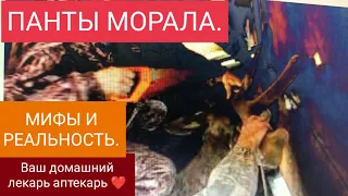 ПАНТЫ МОРАЛА. МИФЫ? РЕАЛЬНОСТЬ.