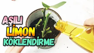 How to Root a Lemon Branch?