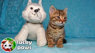 Sick And Orphan Kitten Crying And Hugging the Toy - Kitten Transformation | Kitten Sounds