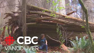 If an old growth tree falls in Stanley Park after hundreds of years why should we pay attention?