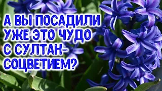 Этот цветок дарит радость, восторг и любовь. А вы посадили уже султан-соцветия к 8 Марта?