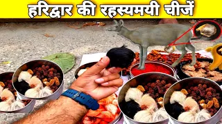 what is kasturi | kasturi kya hai | shilajit | siarsinghi ,gidhar singhi | deer musk pod,kasturi