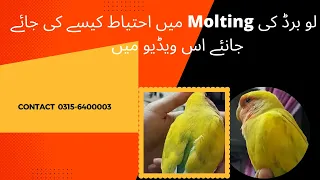 Molting Lovebirds / Diet during lovebird molting /