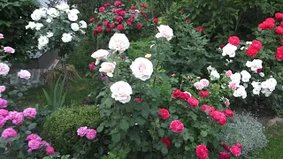 Пригнуть штамбовые розы на зиму легко и просто