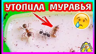 ПОТОП в Муравьиной Ферме / Что будут делать Муравьи? / Алиса Изи Петс / Alisa Easy Pets