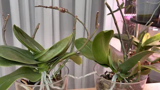 Орхидеи после глубокой инфекции ствола ВОССТАНОВИЛА. ЧТО ТВОРЯТ Сакуры!