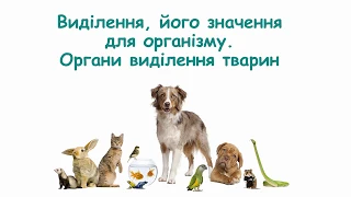 Виділення, його значення для організму. Органи виділення тварин.