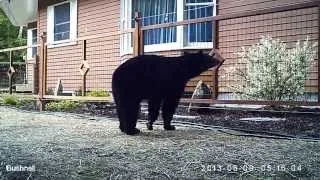 Bear vs Electric Fence