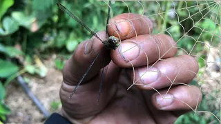 primitive way to catch dragonflies is to use a spider web