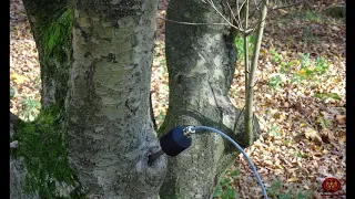 SOUNDS FROM THE TREE (Bio Acoustics Of Plants)