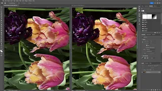 [TECH] Nikon D850 "Auto" profile and its equivalent, Photoshop vs. Nikon NX Studio