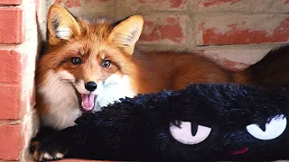 Foxie Fox learning to live inside 