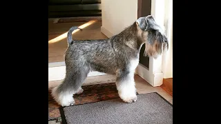 Groomer.dk - grooming the head - Miniature Schnauzer