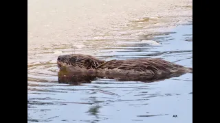 Bäver - fiber castor - beaver