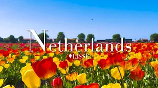 Relaxing Spring Day In Tulip Field for 2 Hours (Netherlands) 🌷