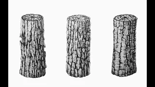 How To Draw Tree Trunks || Rendering And Texturing || 1 of 2
