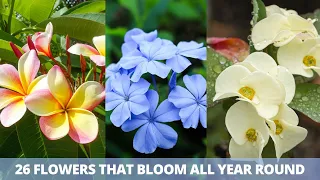 26 Flowers that Bloom All Year Round | Permanent Flowering Plants in India