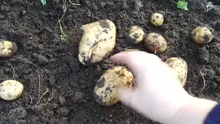 Второй урожай картофеля
