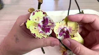 орхидеи без корней ЗАЧИСТКА и ОБРАБОТКА от гнили для наращивания корней орхидей