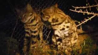 In the Spotlight: Black-footed Cats