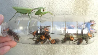 Give many killer hornets to a hungry mantis