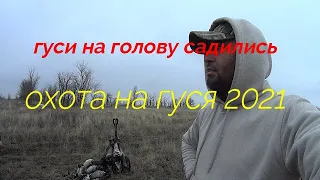 гуси на голову садились охота на гуся 2021 часть2 глава1#охотанагуся2021