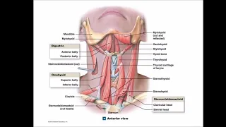 Thyroid anatomy