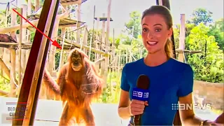 Funniest Animals News Bloopers Of All Time