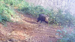 BLACK SEA FORESTS GIANT WILD BOAR HUNT #wildboarhunt#shotkam#gopro