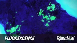 Dino-Lite Series: Fluorescence