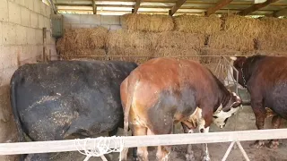 Откорм бычков , результат 5 месяцев откорма.