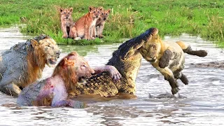 Amazing! Giant Crocodile Vs King Lion, Big Battle In The River!