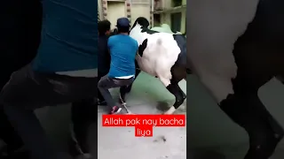 Dangerous Cow Unloading | bakra eid 2023